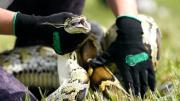 ¡Atención! Florida Python Challenge busca al mejor cazador: la competencia ofrece una jugosa recompensa