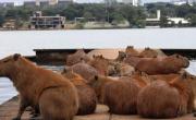 ¡Alerta carpinchos!: crearían un santuario en el Delta