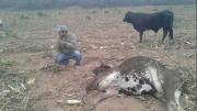 Reportan la muerte de más de 500 animales por la enfermedad de Clostridiosis en el Chaco de Tarija
