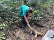 Gobernación de Santa Cruz libera cuatro animales silvestres tras exitosa rehabilitación