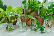 Dónde colocar una planta sin tierra para que crezca fuerte y atraiga buenas energías al hogar