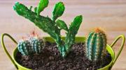 ¿Qué pasa si pongo dos plantas de distintas especies en una misma maceta?