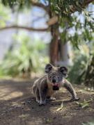 Los koalas solo pasan diez minutos al día en el suelo, y es cuando la mayoría muere