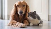 Los perros y los gatos pueden ralentizar el deterioro cognitivo en adultos mayores, según un estudio