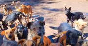 “Hogar Animal Jáchal”, el refugio que nació hace 9 años, cuida un centenar de animales y lucha por un espacio propio
