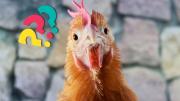 ¿Por qué comemos huevos de gallina y no de otras especies de aves?