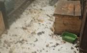 Un cementerio de animales en Los Hornos: denuncia y allanamiento espeluznante