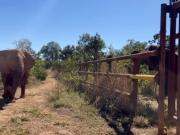 Primer encuentro de las elefantas Kenya y Pupy en el Mato Grosso: intento fallido, golpes con la trompa y un exitoso pedido de valentía
