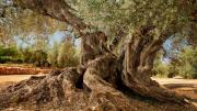 El árbol de olivo más antiguo del mundo, vio nacer y morir imperios: 4000 años y sigue produciendo aceitunas
