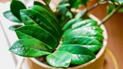 Asuntos de plantas: cómo reproducir una Zamioculca en casa a partir de sus hojas