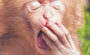 Los chimpancés se contagian de los bostezos de los androides