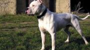 Hallan a una mujer muerta en su casa: habría sido atacada por su perro dogo