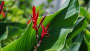 Así podes revivir a una de las plantas favoritas del Feng Shui después de una helada