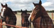 Peligra el hospital de caballos donde aprenden estudiantes de Veterinaria de la UNLP
