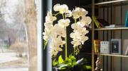 Pocos lo saben: el abono casero de tres ingredientes que hará que tus orquídeas estallen de flores