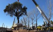 Villa Allende: luego del desalojo de los manifestantes, trasladaron un árbol quebracho de casi 300 años