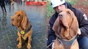 En Italia: Perro rescatista que salvó varias vidas fue asesinado, lo que hicieron con su comida causó indignación nacional