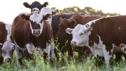 Cómo invertir en el campo argentino con bajo capital para cobrar en dólares
