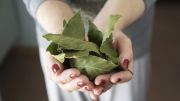 Cómo aprovechar el laurel para que nuestro árbol de jade florezca