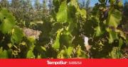 Traerán desde Mendoza 12.000 parras para producir vinos en Santa Cruz