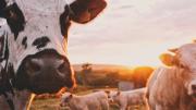 ¿Nos quedamos sin leche? El impacto silencioso por el cambio climático en las vacas y la producción mundial