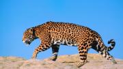 El tercer felino más grande del mundo habita en América Latina y tiene la mordida más fuerte del reino animal