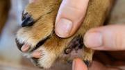 El sencillo truco con tu celular que te permite saber si tu perro tiene garrapatas