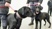 Dos labradoras trabajan para el Servicio Penitenciario para detectar celulares en las celdas