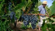 El INV y algo más: reacciones a la mayor desregulación de la vitivinicultura en 30 años