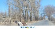 En un operativo en distintas rutas, la policía incautó animales sueltos