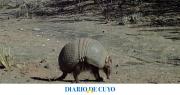 El hallazgo de dos especies animales en San Juan sorprende y abre interrogantes
