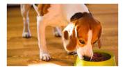 Ni al mediodía ni a la noche: esta es la mejor hora para darle de comer a tu perro, según expertos