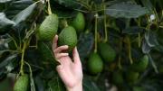 ¿Es ahora? Cómo y cuándo podar un árbol de paltas, según expertos en jardinería
