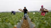 Visas H-2A en EEUU: estas son las 20 empresas con más patrocinio para trabajos agrícolas