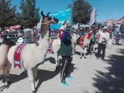 Yunchará invita a la XV Feria Departamental de Camélidos con gastronomía, turismo y cultura