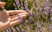 ¿Cuál es la receta que incluye lavanda como ingrediente principal?