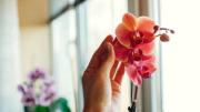 Ni poda ni abono casero: lo que debes hacer con tus orquídeas para que florezcan en invierno