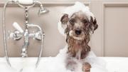 ¿Por qué tu perro no quiere bañarse? Especialistas revelaron las razones clave para entender su comportamiento