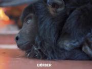 Murió Coco, el mono carayá que sobrevivió al maltrato y conmovió con su historia