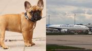 Indignación en Francia: Un perrito murió en la bodega de un avión porque no tenía agua