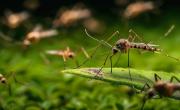 Se acabó el misterio: por qué ahora hay mosquitos en invierno