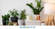 ¿Dónde hay que poner plantas para atraer dinero?