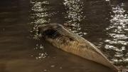 Encontraron otra ballena muerta en la Costanera