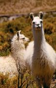 Crece consumo de carne de llama ante elevado precio de la carne de res