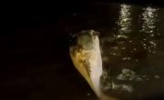 Misterio en Buenos Aires: encontraron muerta a otra ballena en peligro de extinción en el río de la Plata