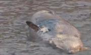 VIDEO. Misterio en el Río de la Plata por otra ballena muerta, la segunda en una semana: ¿qué está pasando?