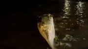 Apareció otra ballena muerta en el Río de la Plata: ahora, en Costanera Norte