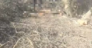 Crueldad en Angaco: buscan al responsable de ahorcar a un perro galgo