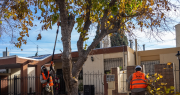 Avanza con éxito el operativo de poda en Rivadavia y calculan terminar antes de lo previsto
