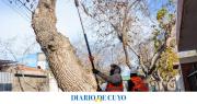 Buen ritmo de poda en Rivadavia: estiman terminar antes de lo previsto